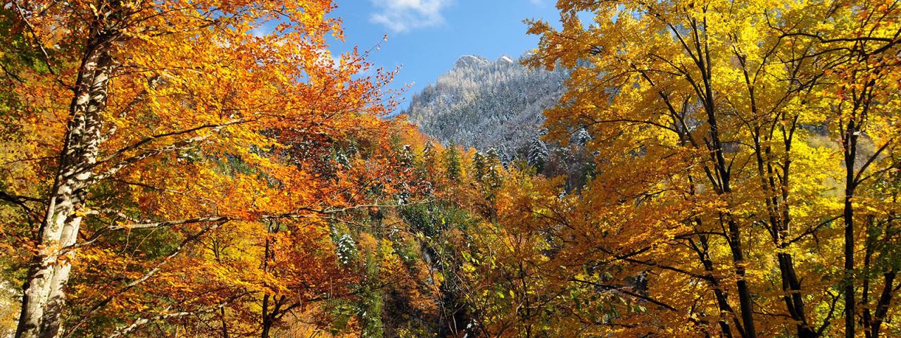 Podzimně zbarvený bukový les září ve slunečním světle, v pozadí zasněžený horský les.
