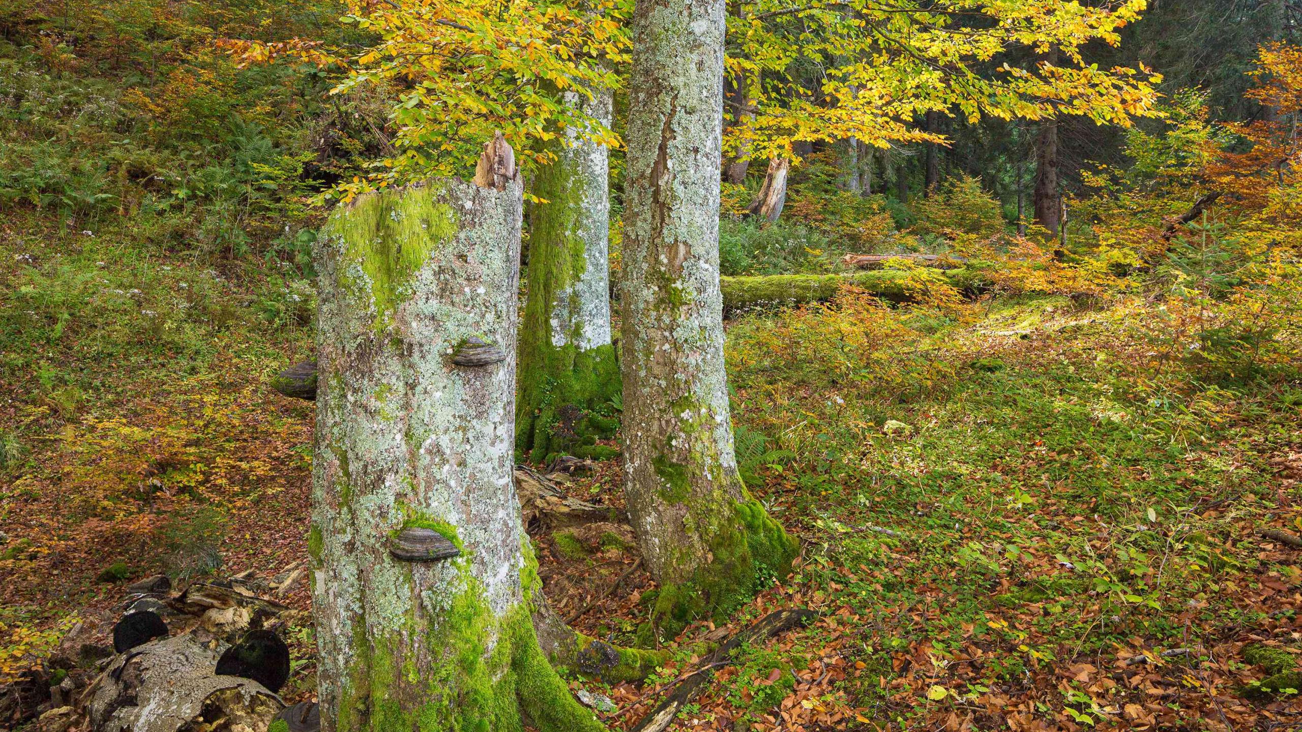 Podzimní bukový les se žluto-zeleno-oranžově zbarveným listím, v popředí stojící mrtvé dřevo s houbami