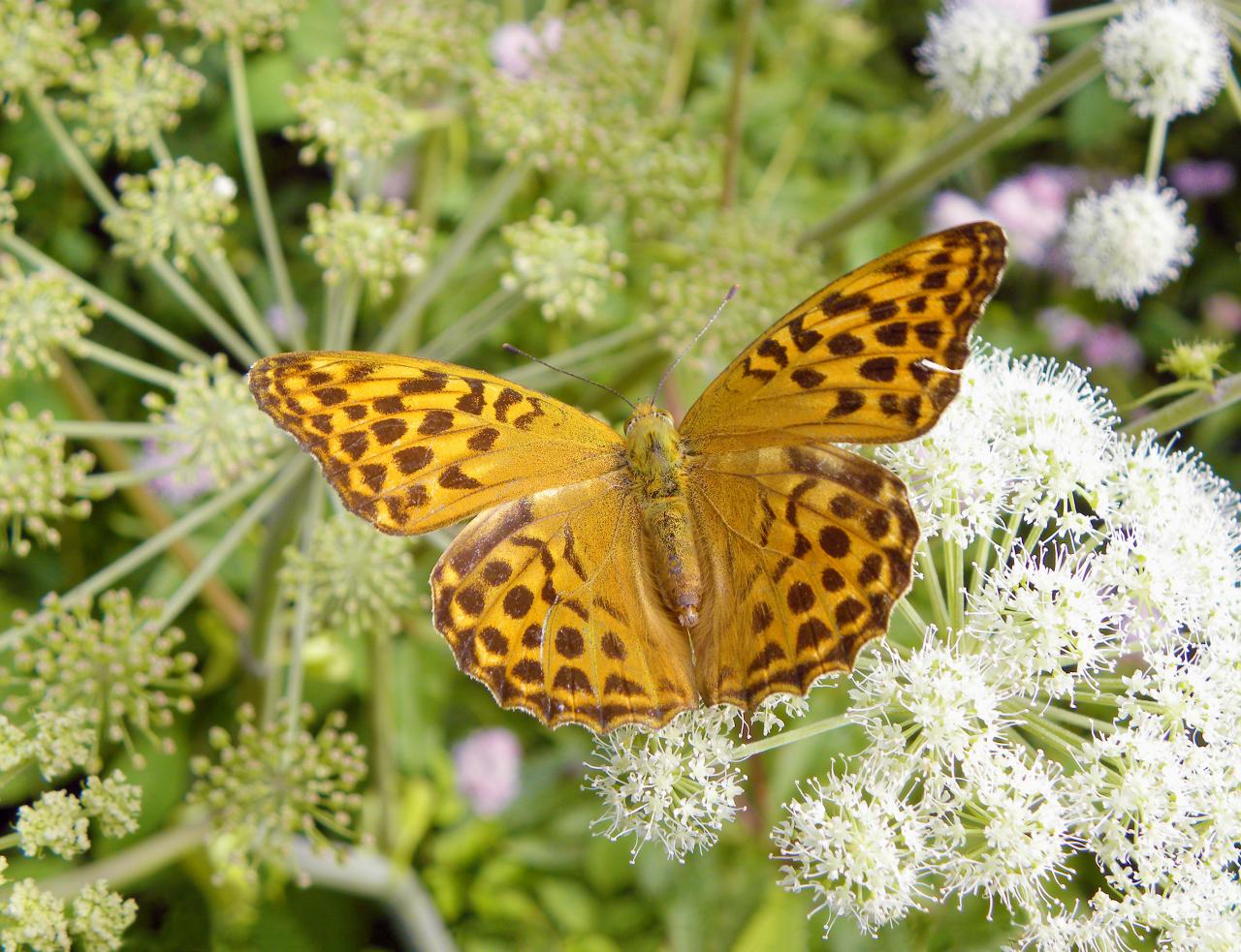 Motýl s oranžovohnědými křídly sedící na bílém květu