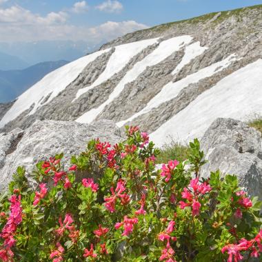Nationalpark KalkalpenAlpské růže před částečně zasněženým svahem na náhorní plošině Nock v pohoří Sengsen v .