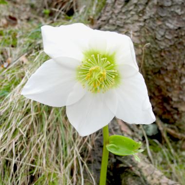 Bílý květ sněhové růže