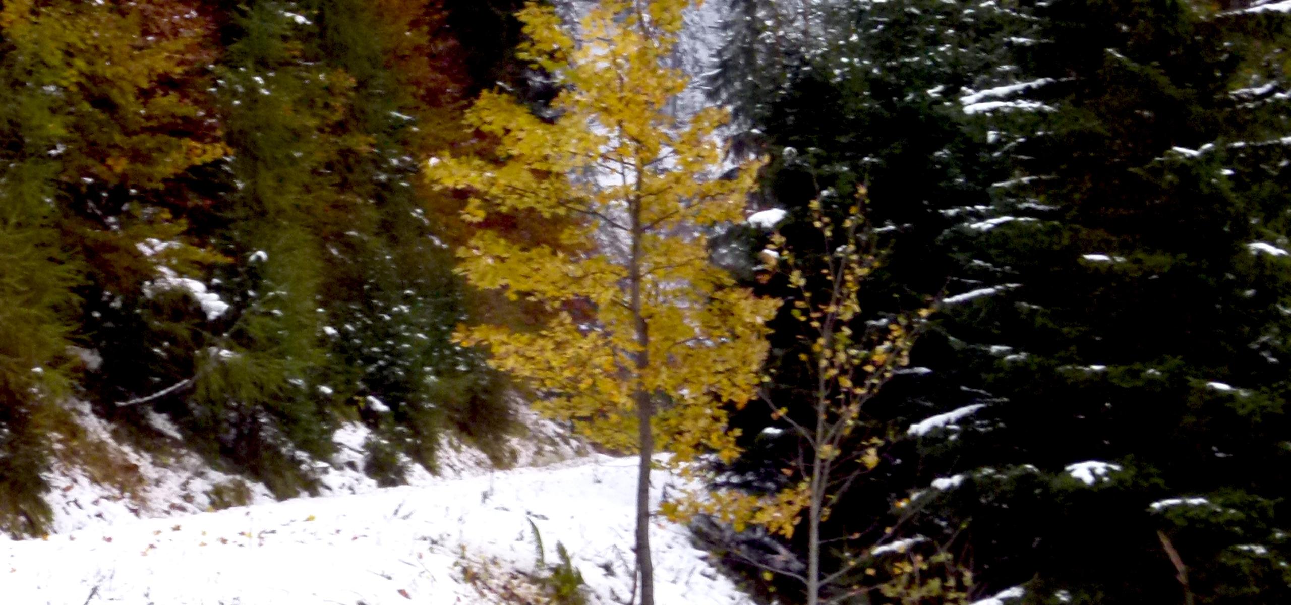 Podzimní žlutě zbarvený horský javor září v zasněženém horském lese