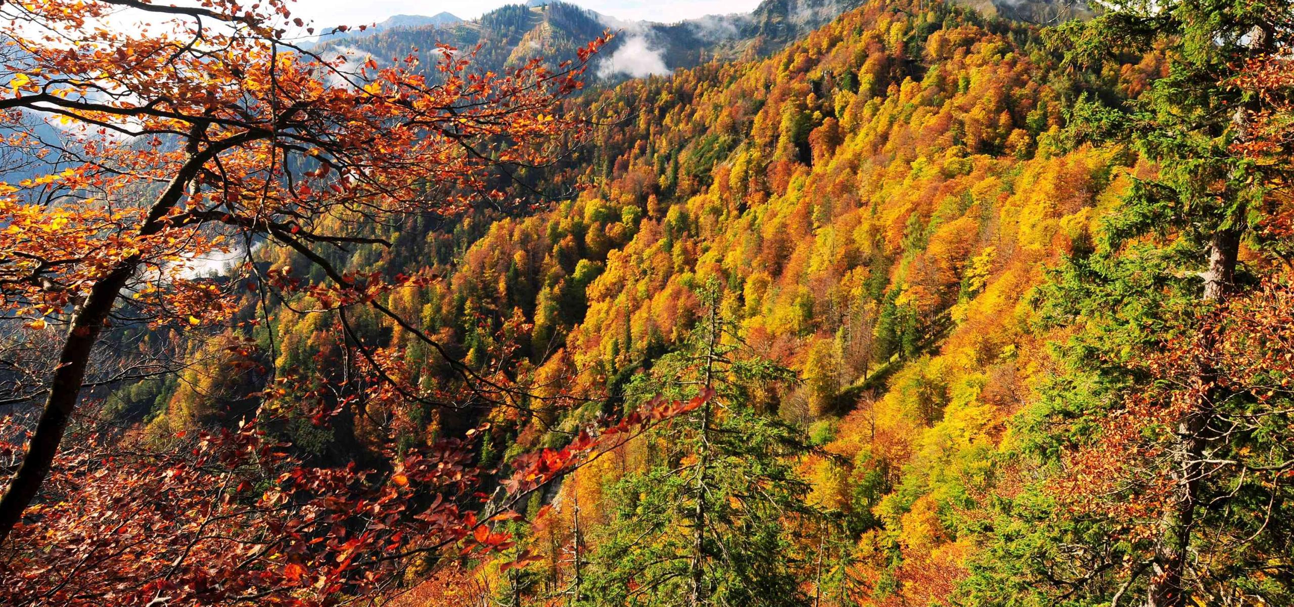 Podzimně zbarvený bukový les
