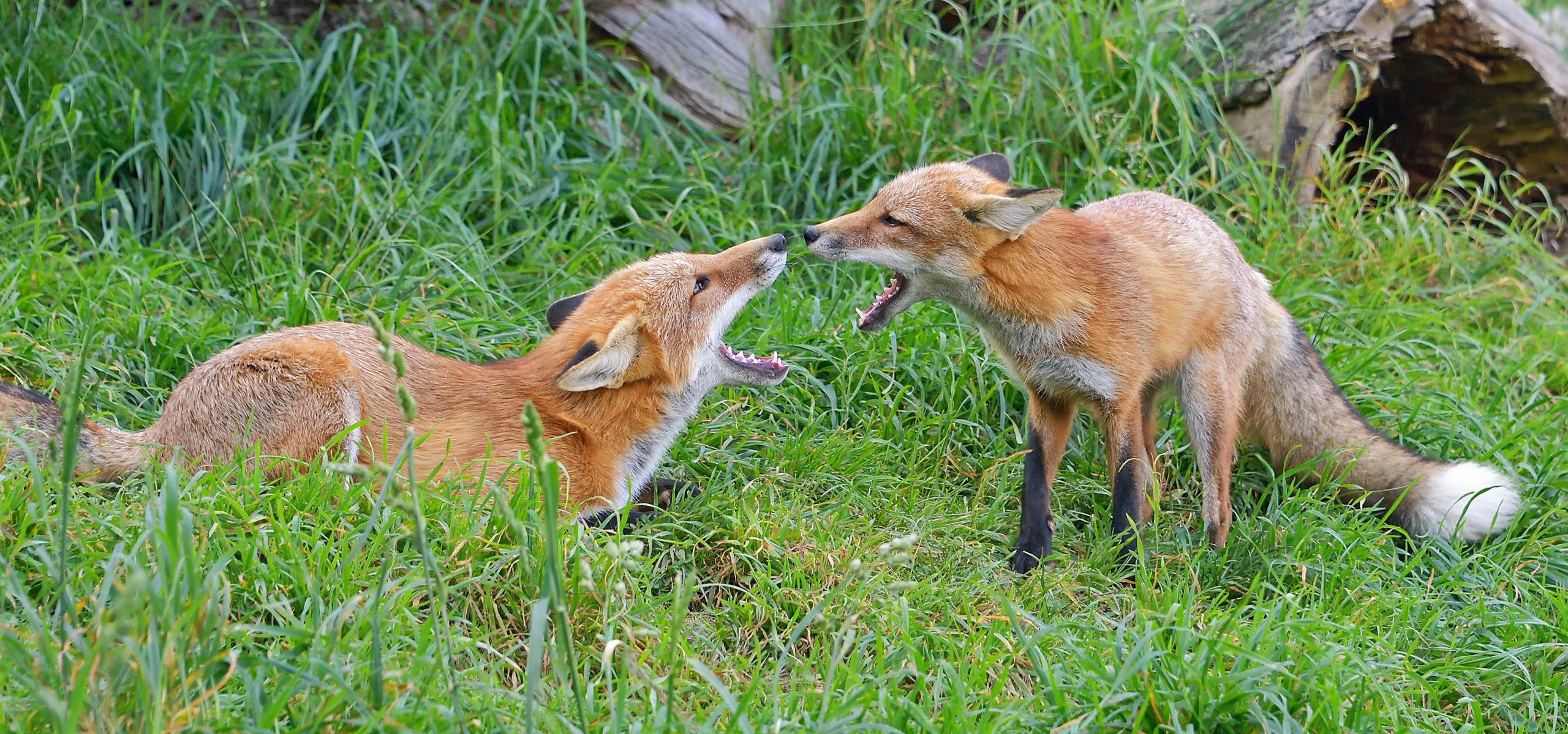 Dvě lišky stojící v trávě