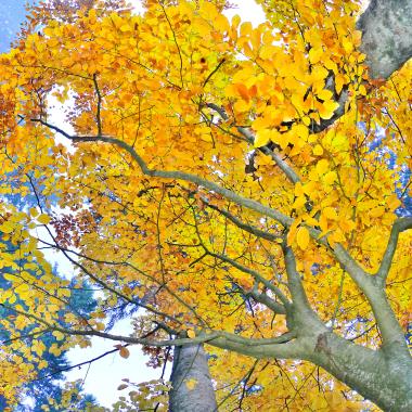 Podzimní bukové listy se na světle jeví jako jasně žluté