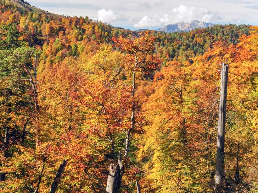 Nationalpark Kalkalpen Lesní divočina s podzimně zbarvenými buky