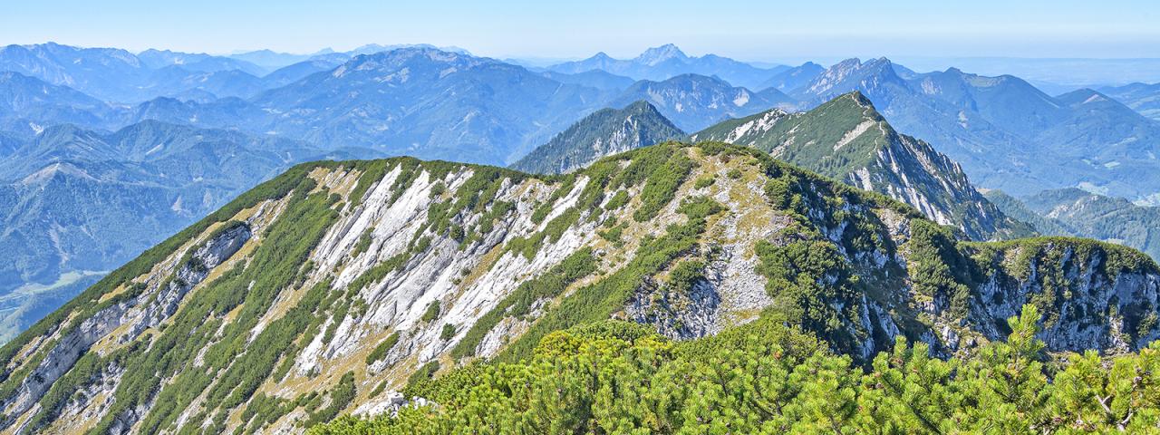 Alpská vrcholová krajina s horskými borovicemi