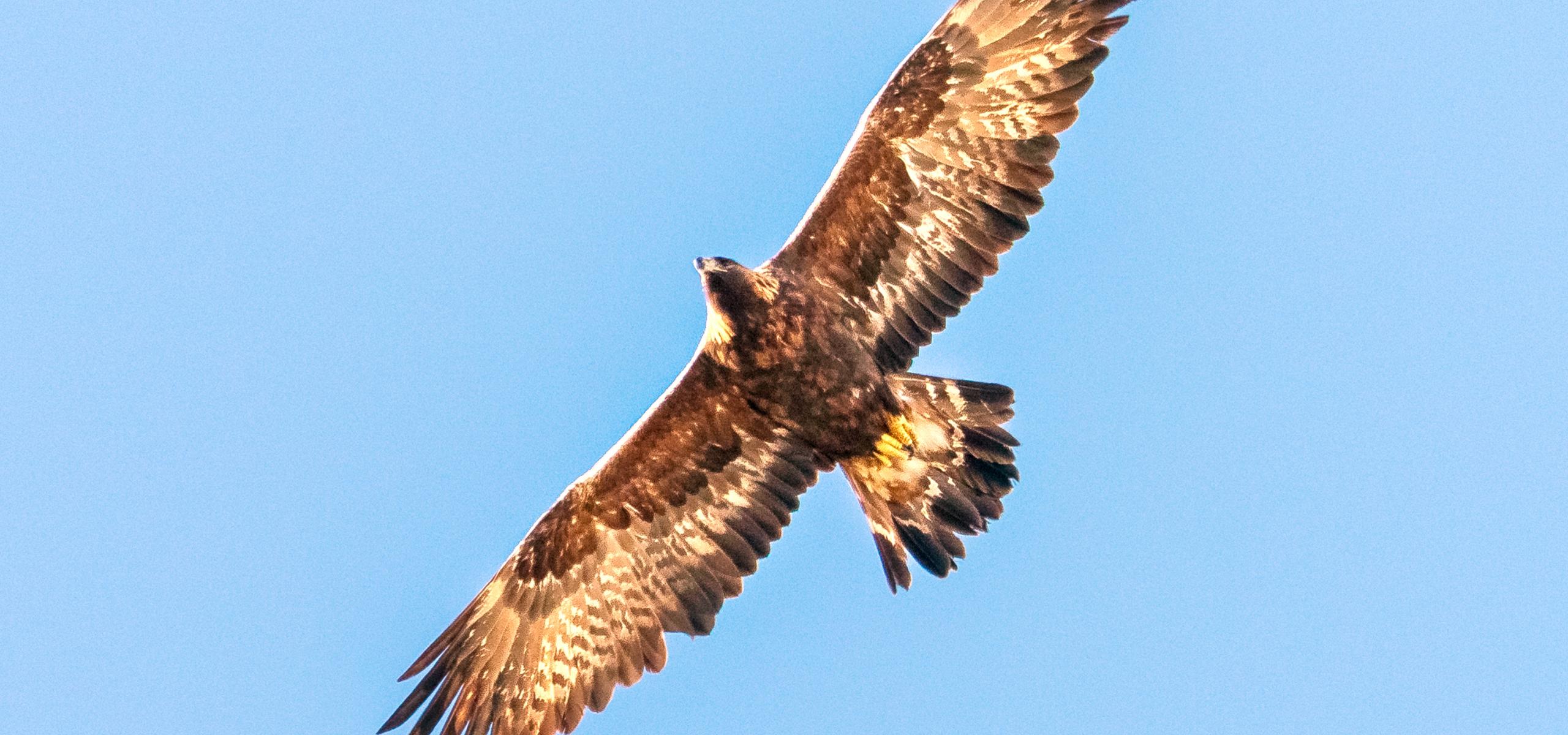 Fotografie z letu zachycuje orla skalního s široce roztaženými křídly na modré obloze bez mráčku.