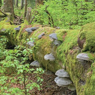 Odumřelý kmen buku s houbami ležícími na lesní půdě