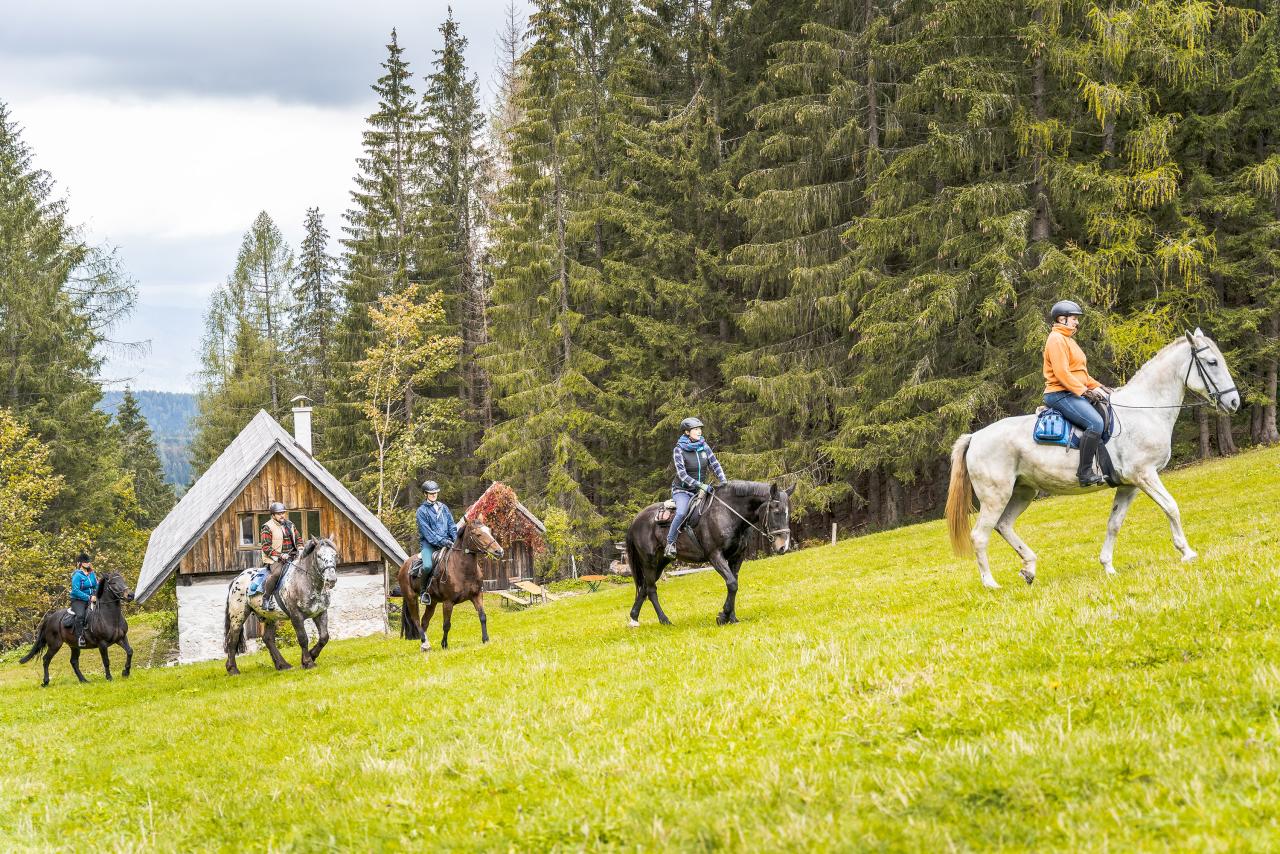 Pět dospělých na koních na louce na okraji lesa