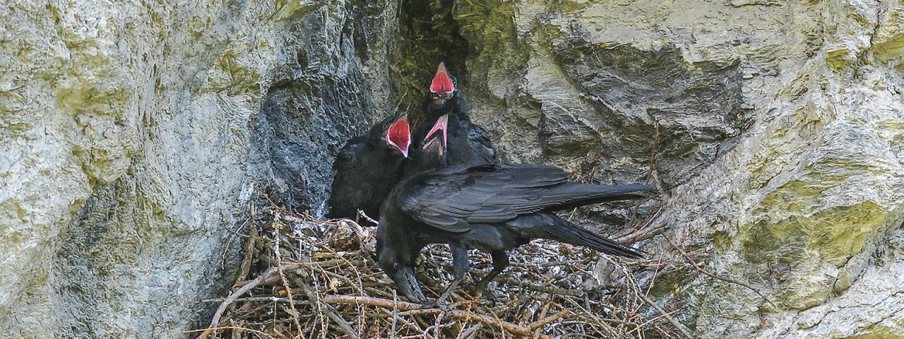 Dospělý pták krmí tři mladé krkavce v hnízdě