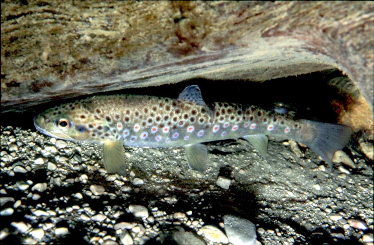 Ryba stojící ve vodě pod kamenem