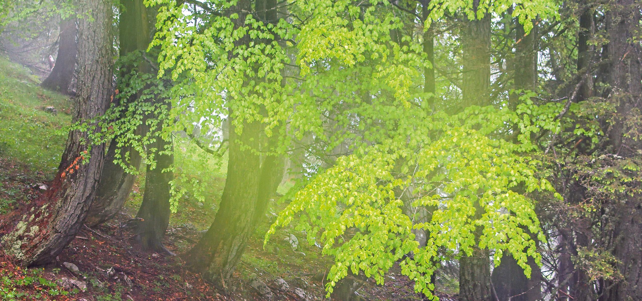 Vlhký opar nad horským lesem s čerstvě vyrašenými bukovými listy
