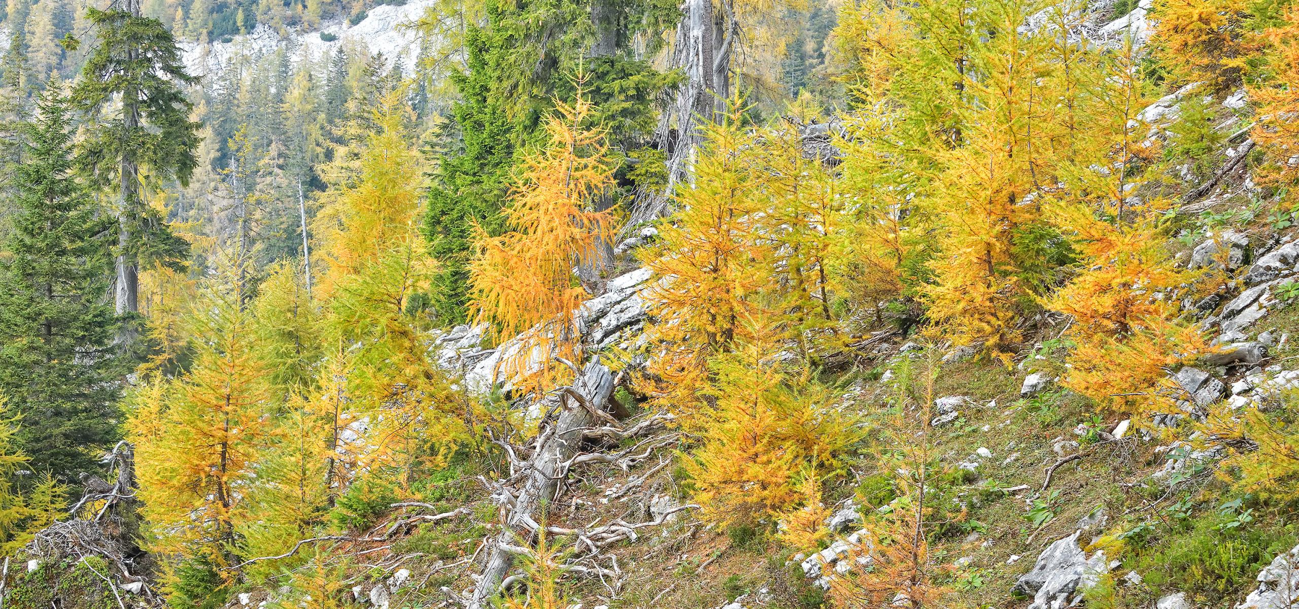 Modříny s jasně žlutými podzimními barvami na strmém horském svahu