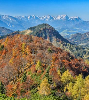 Před zasněženými vrcholky hor září podzimní horský les
