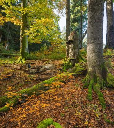kmeny a ležící mrtvé dřevo v řídkém lese. S nástupem podzimních barev se bukové listí rozzáří blednoucí zelení a intenzivními žlutými a oranžovými tóny.