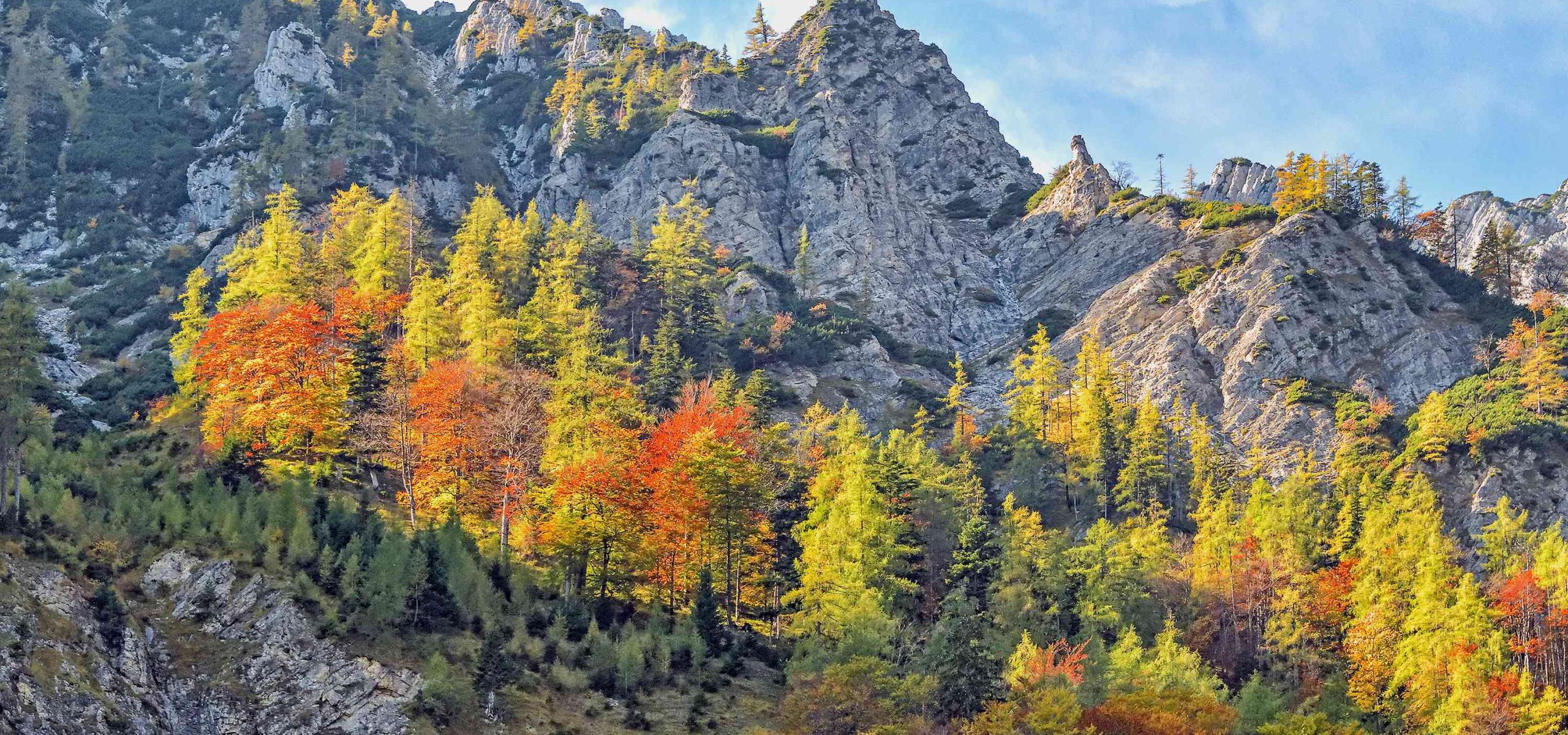 Podzimně zbarvený bukovo- modřínový les roste jako ostrov uprostřed strmého skalnatého terénu.