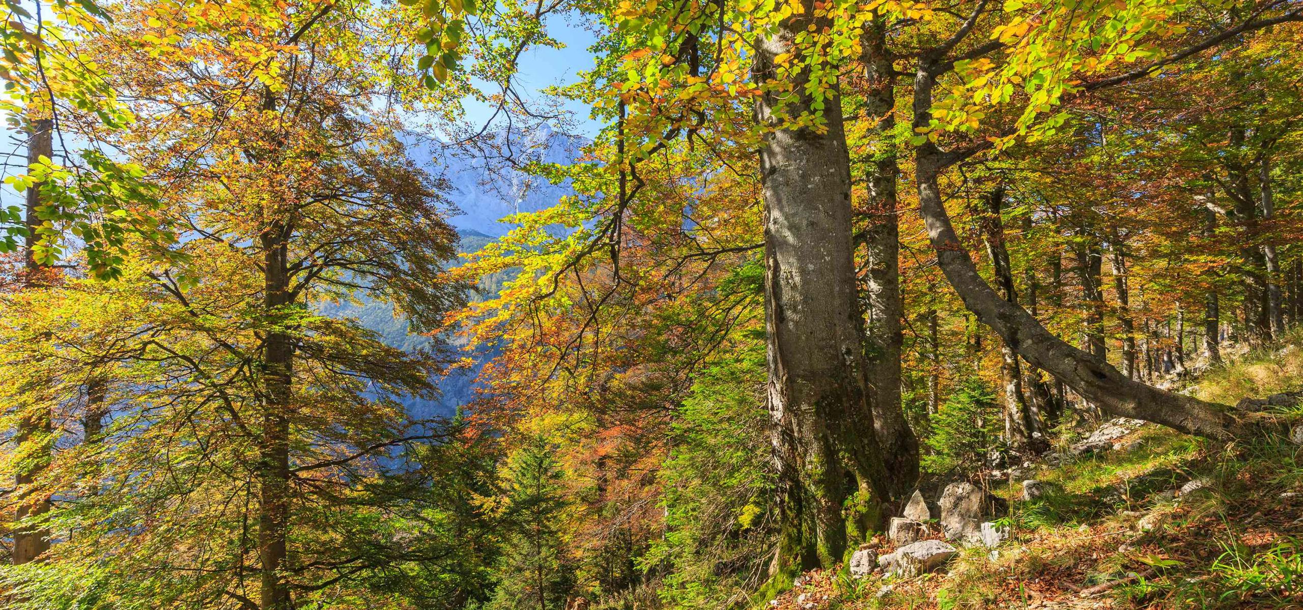 Mohutné, podzimně zbarvené buky stojí na úbočí hory.