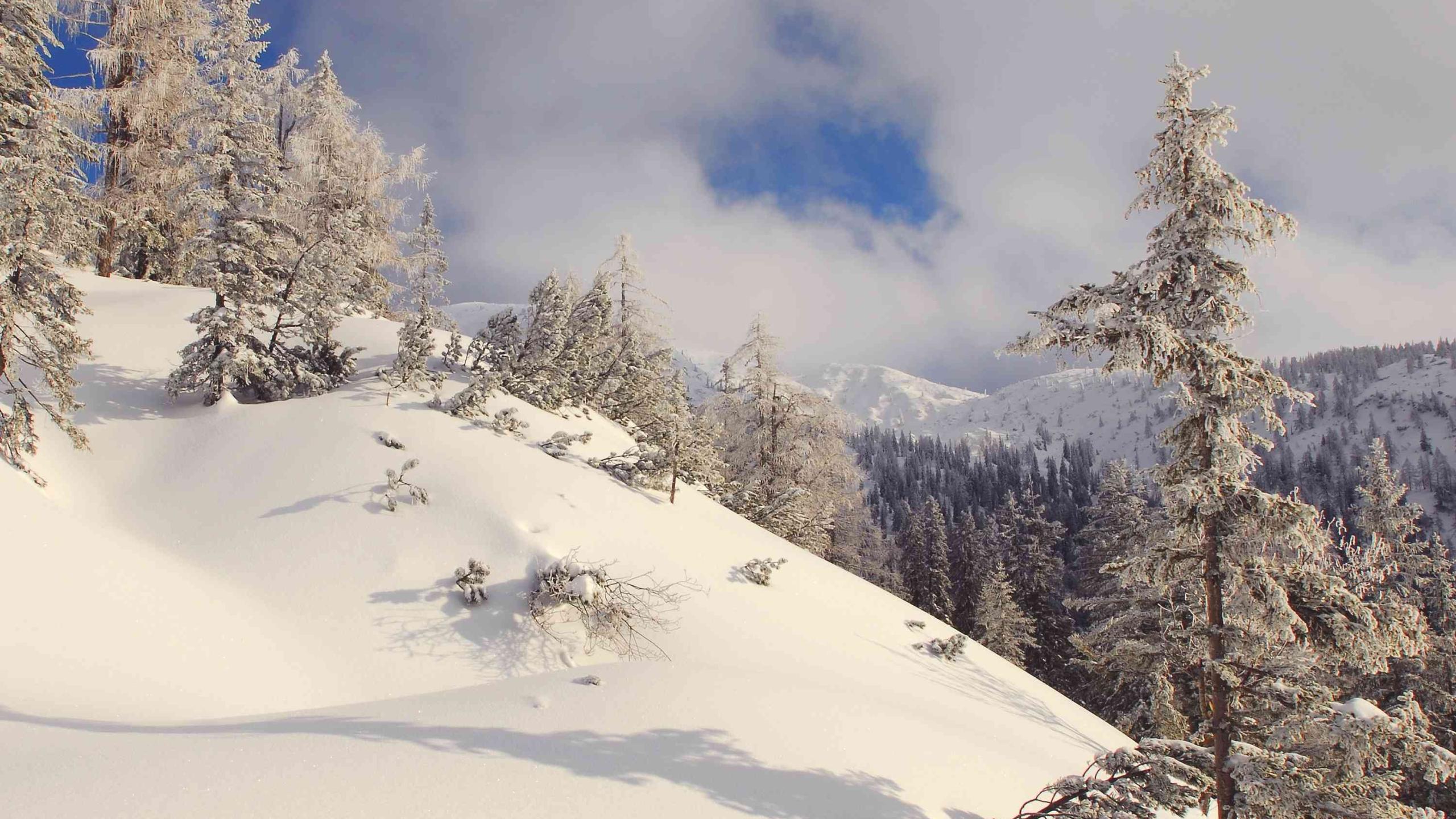 Horské borovice a modříny vyčnívají z husté sněhové pokrývky v pohoří Sengen.