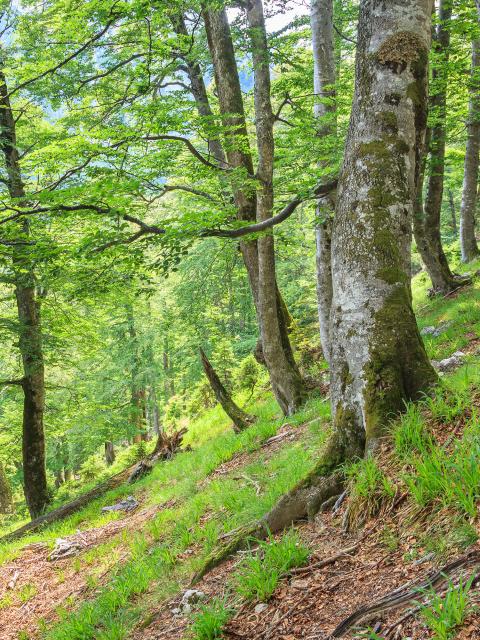 Na strmém travnatém svahu stojí buky, jejichž kmeny mírně vyrůstají ze země. Mezi nimi leží na zemi polámané mrtvé dřevo.