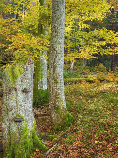 Podzimní bukový les se žluto-zeleno-oranžově zbarveným listím, v popředí stojící mrtvé dřevo s houbami