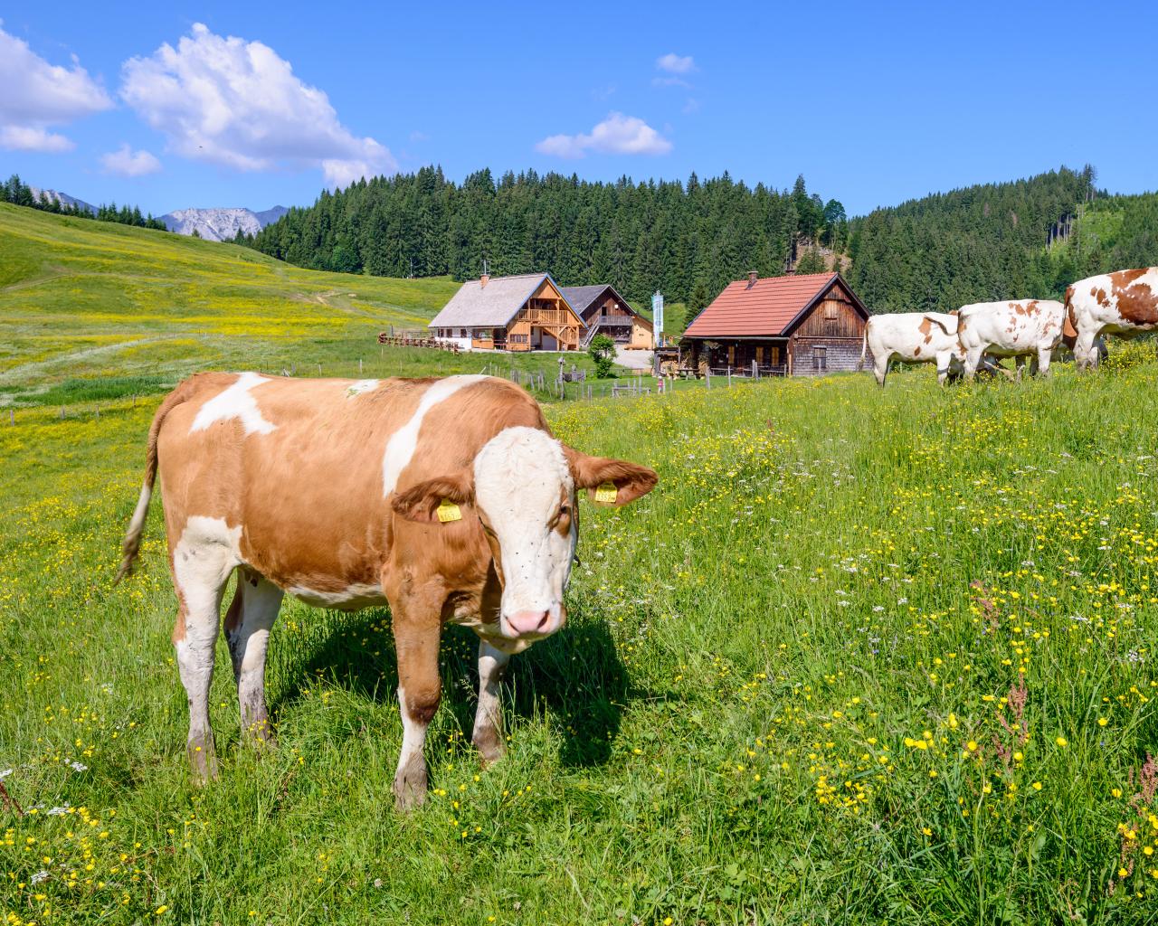 Krávy se pasou na rozkvetlé letní louce před budovou na horské pastvině.