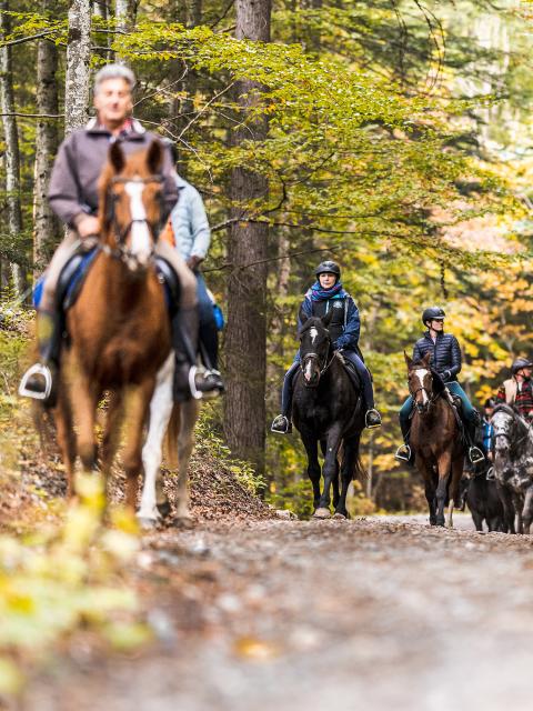 Stezka vede čtyřmi dospělými na koních podzimním bukovým lesem.