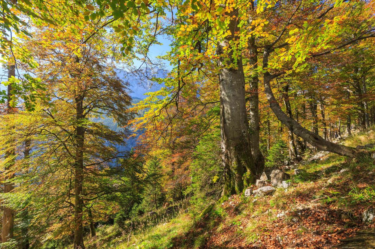 Mohutné, podzimně zbarvené buky stojí na úbočí hory.