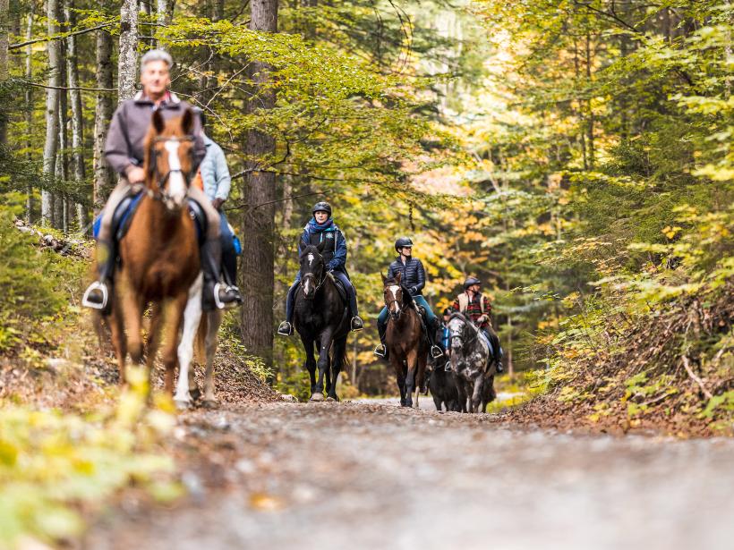 Stezka vede čtyřmi dospělými na koních podzimním bukovým lesem.