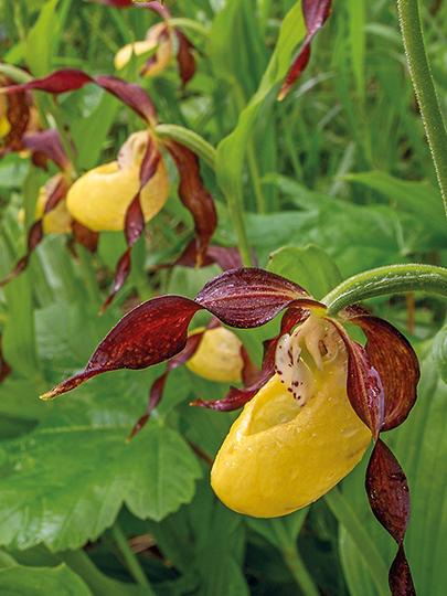 Na břehu potoka kvete trs orchidejí Frauneschuh