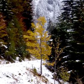 Podzimní žlutě zbarvený horský javor září v zasněženém horském lese