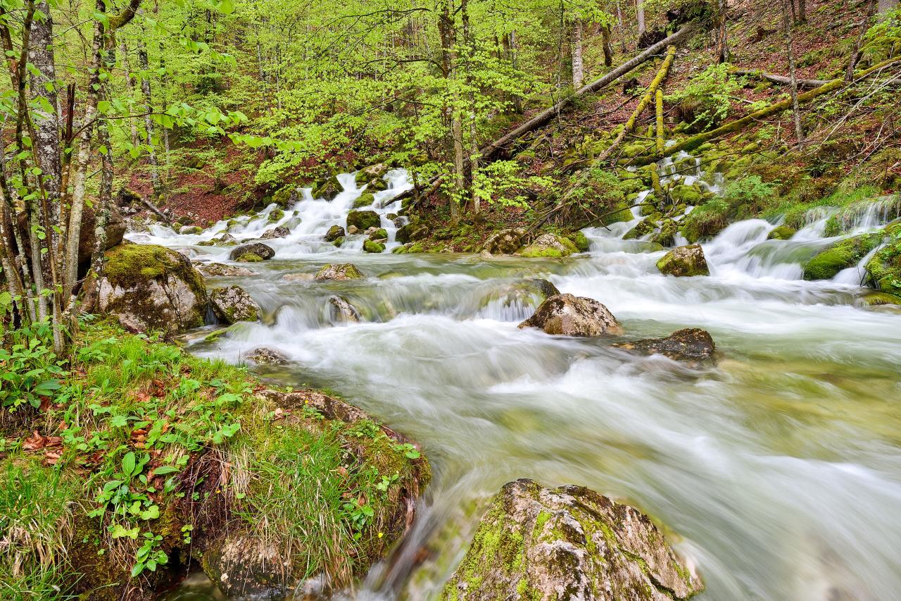 Tající voda vytéká z několika pramenných horizontů v jarním zeleném lese.