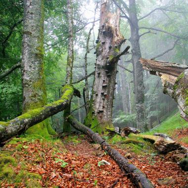 Zamlžený bukový les s mrtvým dřevem