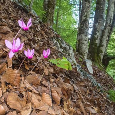Fialové květy cyklámenů vyrůstají z lesní půdy pokryté bukovými listy.