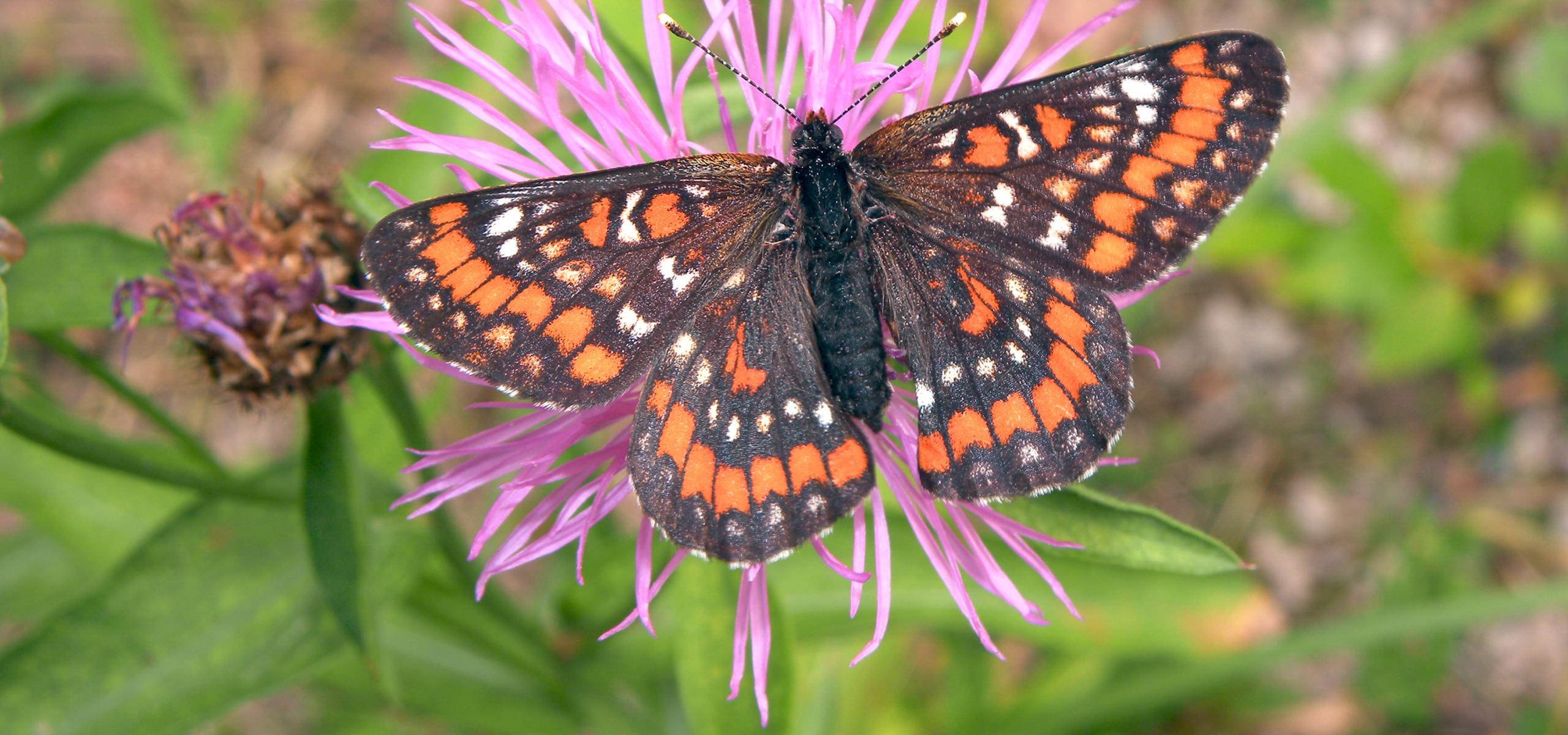 Oranžovohnědě zbarvený motýl s rozevřenými křídly sedící na růžovém květu