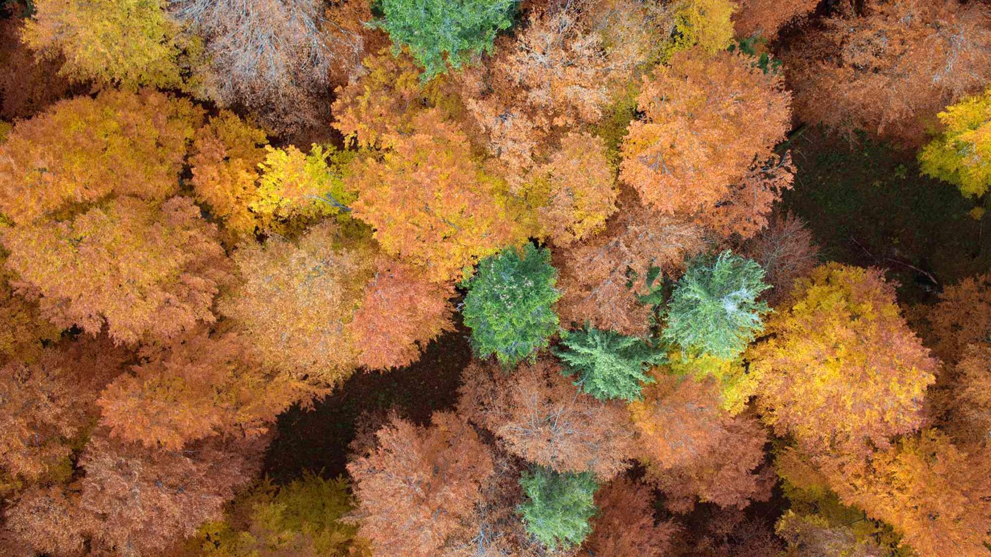 Letecký pohled na koruny podzimně zbarveného bukového lesa