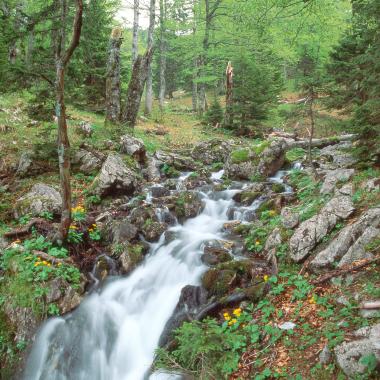 Pramenitá voda vyvěrá z lesní půdy