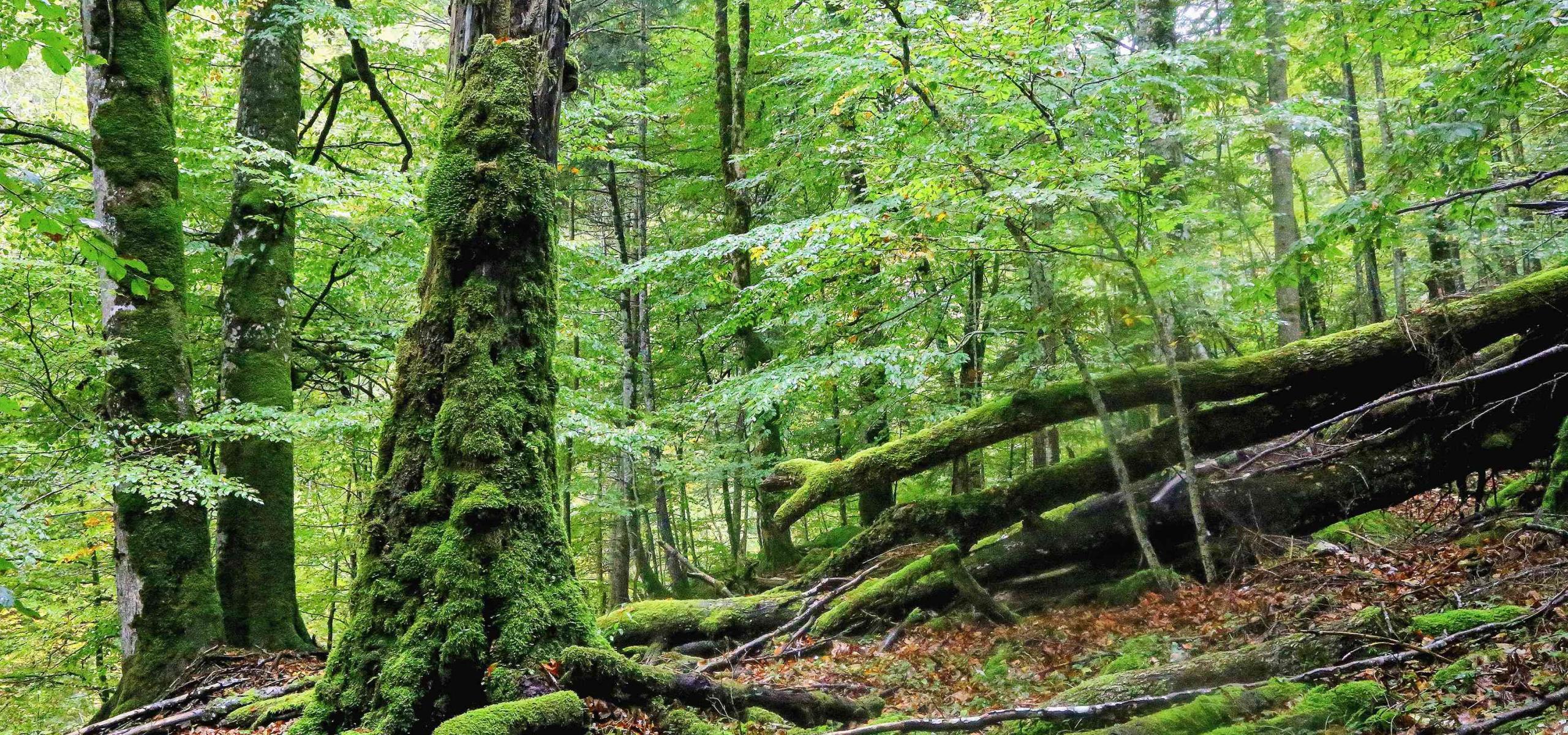 Původní bukový les s mechem porostlým stojícím a ležícím mrtvým dřevem