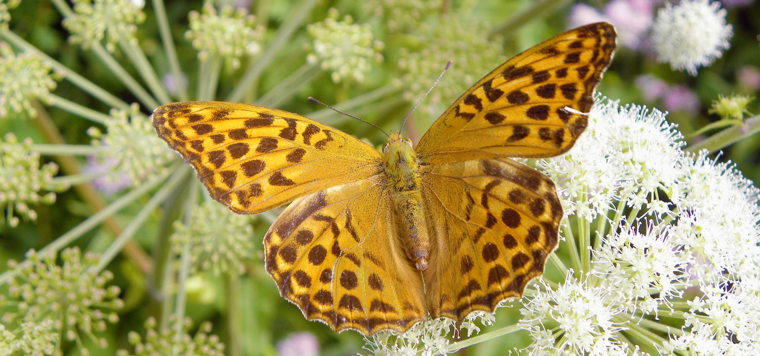 Motýl s oranžovohnědými křídly sedící na bílém květu