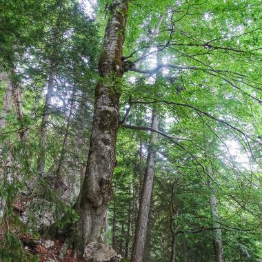 Buk se zkrouceným kmenem stojí ve skalnatém lesním terénu
