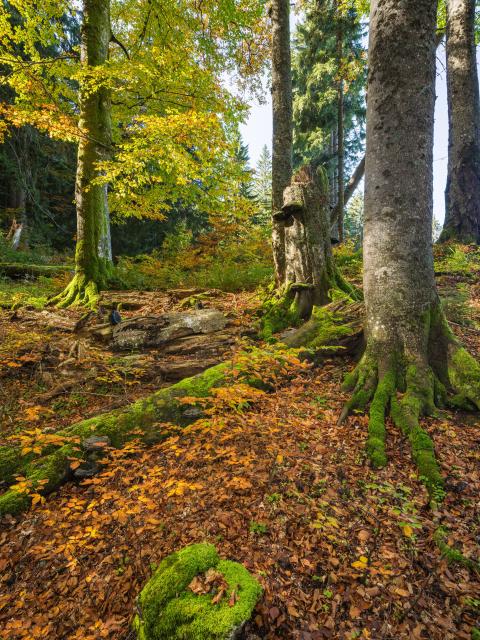 kmeny a ležící mrtvé dřevo v řídkém lese. S nástupem podzimních barev se bukové listí rozzáří blednoucí zelení a intenzivními žlutými a oranžovými tóny.