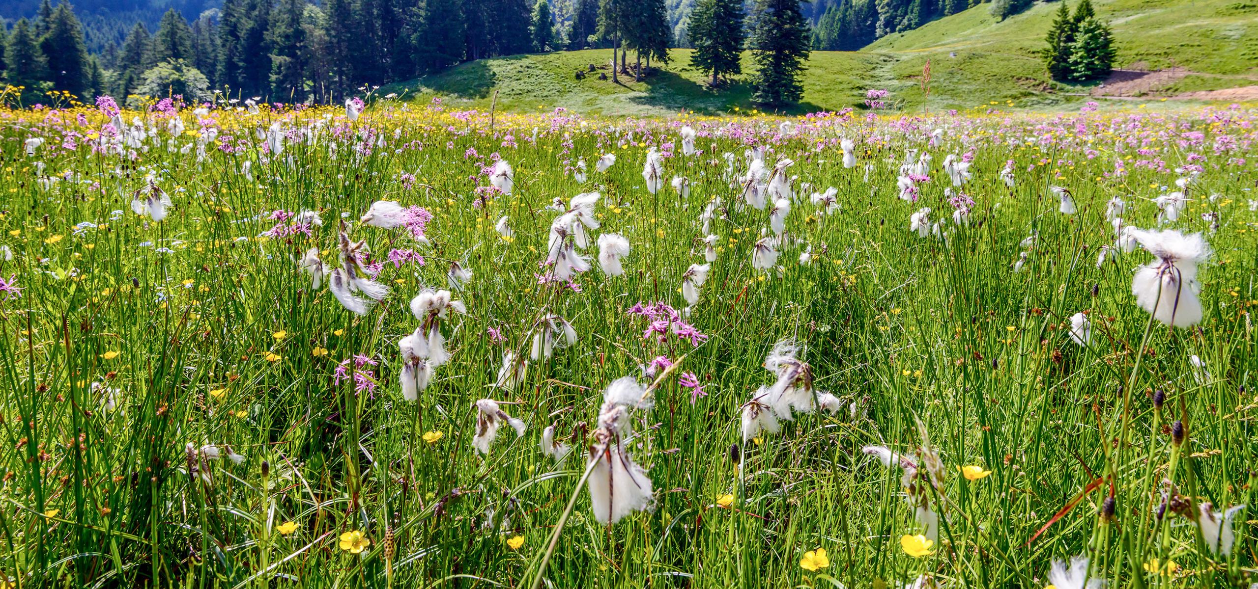 Kvetoucí alpská louka s bavlníkovou trávou