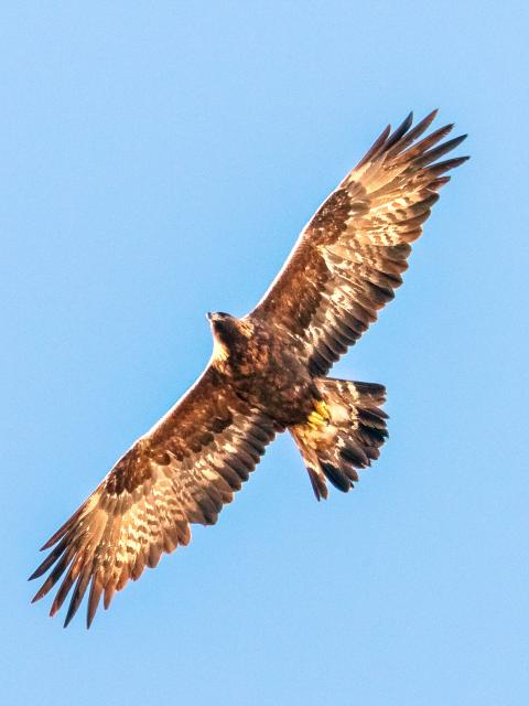 Fotografie z letu zachycuje orla skalního s široce roztaženými křídly na modré obloze bez mráčku.