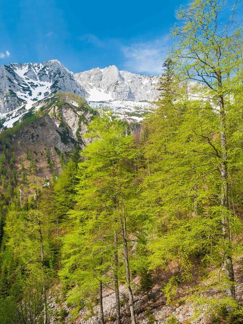Jarní zelené buky září ve slunečním světle před dosud zasněženými skalnatými severními svahy pohoří Sengsengebirge.