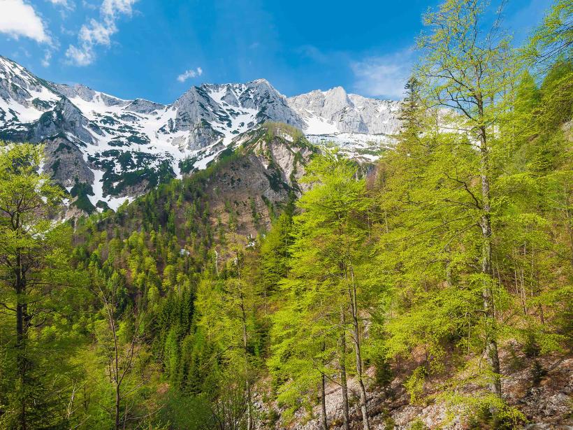 Jarní zelené buky září ve slunečním světle před dosud zasněženými skalnatými severními svahy pohoří Sengsengebirge.