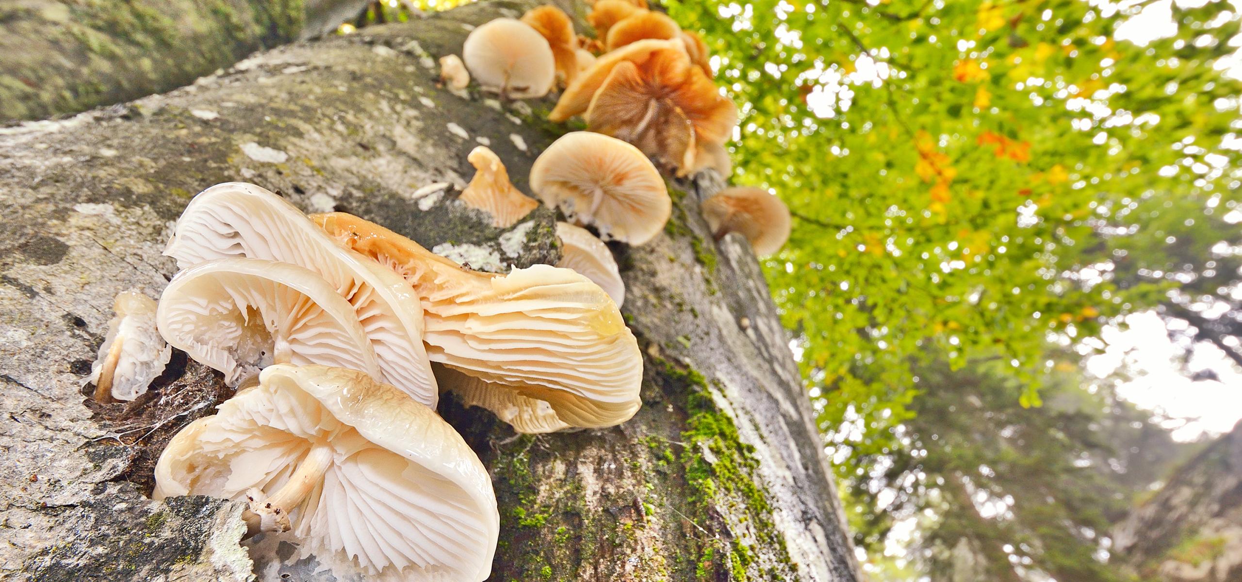 Stromové houby vyrůstají z kmene buku