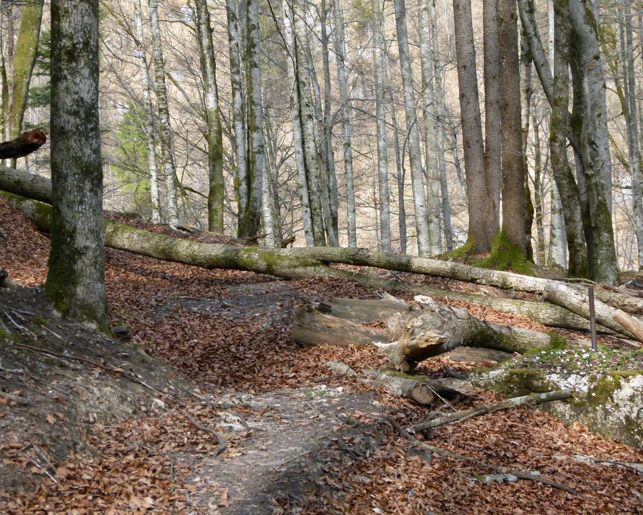 Padlé stromy leží napříč turistickou stezkou v lese