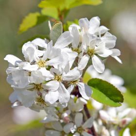 Bílé květy skalní hrušky