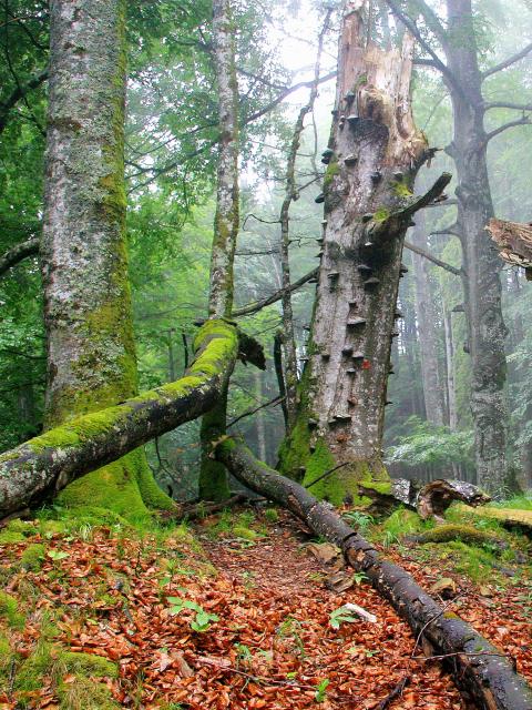 Zamlžený bukový les s mrtvým dřevem