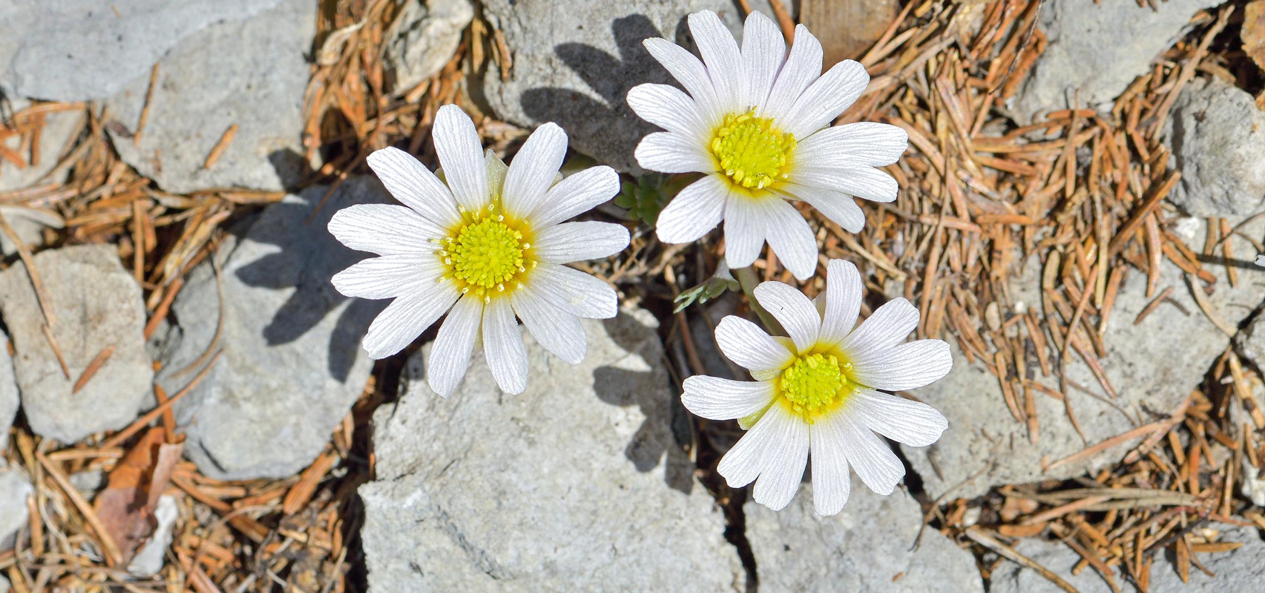 Mezi vápencovými skalami kvetou tři jemné bílé sasanky se žlutým košíčkem.
